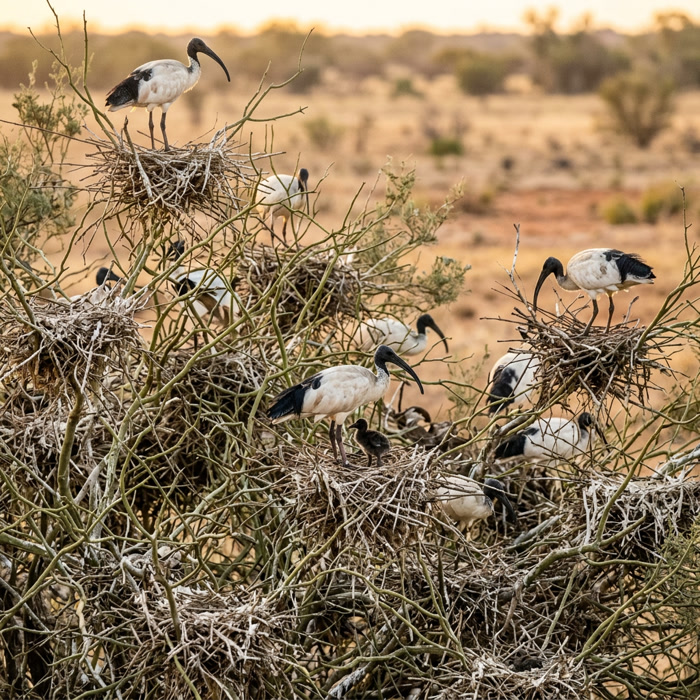 Straw-necked ibis nests woven into a dense lignum shrub on a semi-arid floodplain