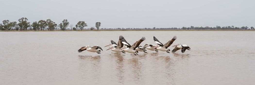 Australian pelicans gliding over calm brown floodwater on the Lower Balonne