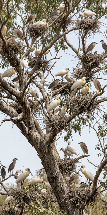 Dozens of spoonbills and herons nesting in a riverkubar tree canopy