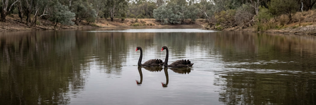 Two black swans gliding on a calm eucalyptus-lined waterhole