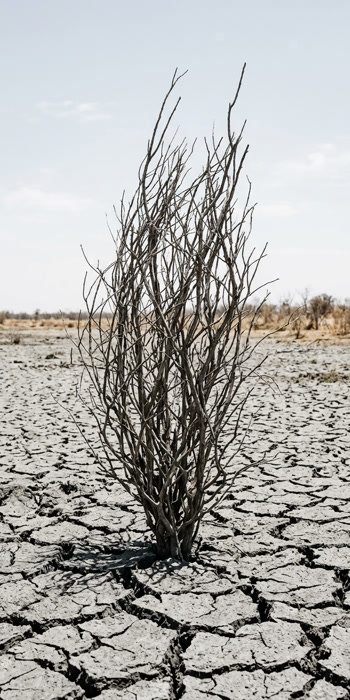 A dead lignum shrub standing on deeply cracked grey clay under a pale sky
