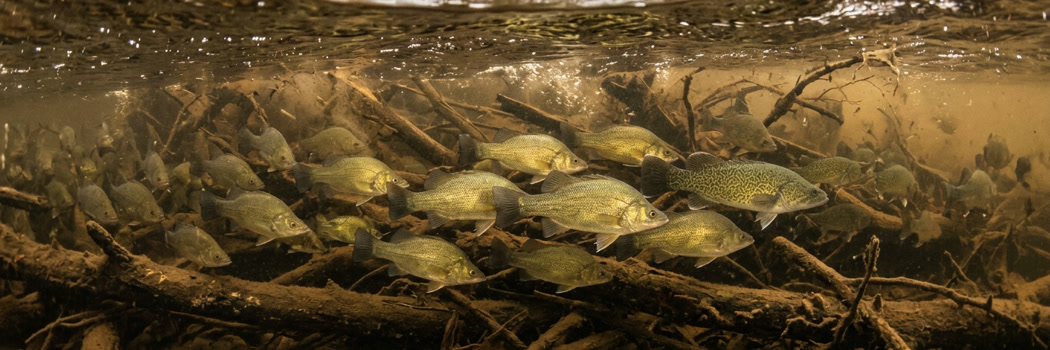 Split-level underwater view of golden perch schooling in turbid brown river water