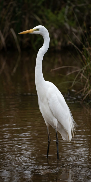 A great egret standing in shallow brown water, white plumage against a dark background