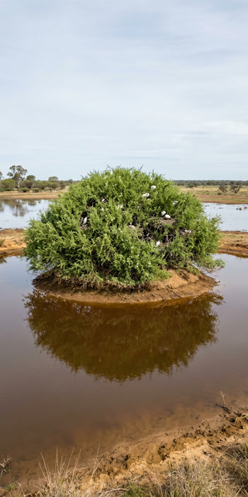 A green lignum shrub island surrounded by shallow floodwater, the natural moat protecting nesting birds