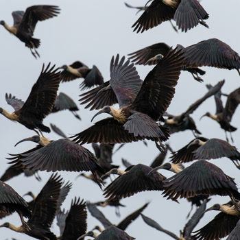 A dense flock of straw-necked ibis in flight against a pale sky